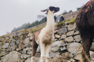 machu picchu salkantay trail travel photography peru south america sony a6000