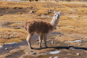 uyuni salt flats tour travel photography bolivia south america sony a6000