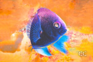 cayman chromatic underwater photography art fish