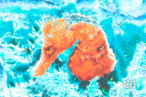 cayman chromatic underwater photography art seahorse
