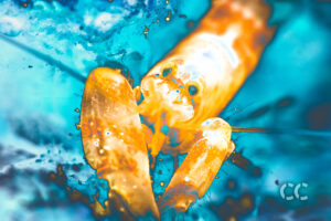 cayman chromatic underwater photography art shrimp