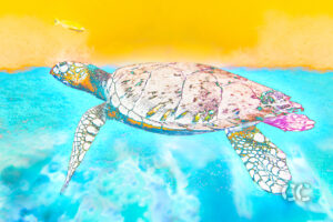 cayman chromatic underwater photography art turtle