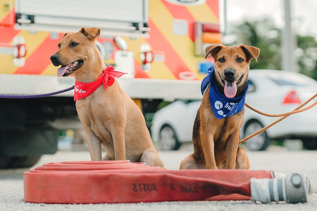 dog puppy fire fighter cayman humane society photography