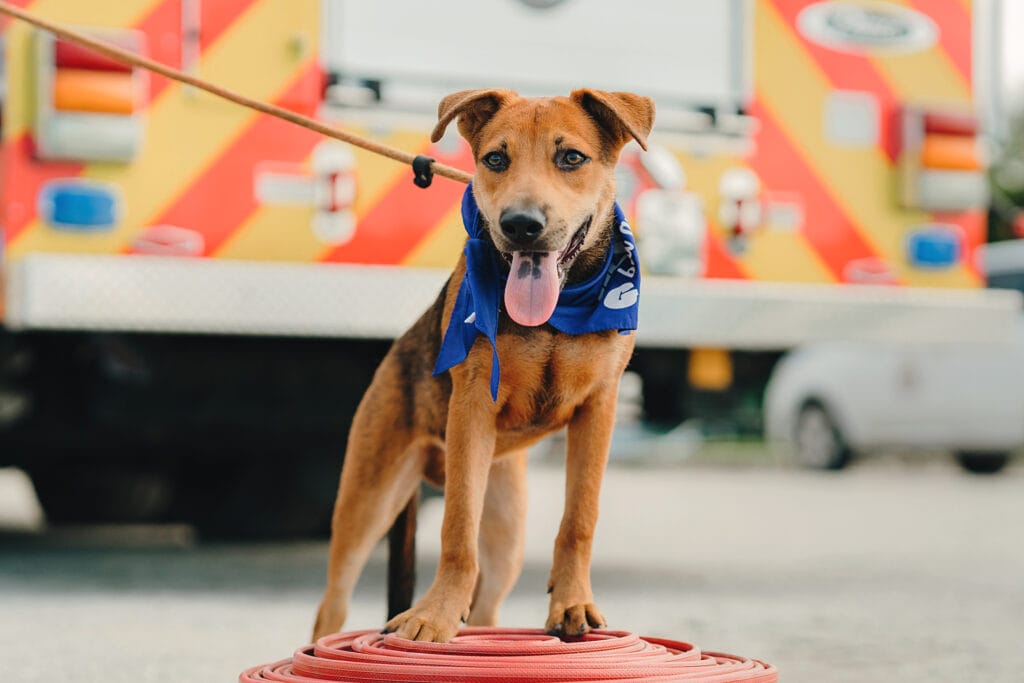 dog puppy fire fighter cayman humane society photography