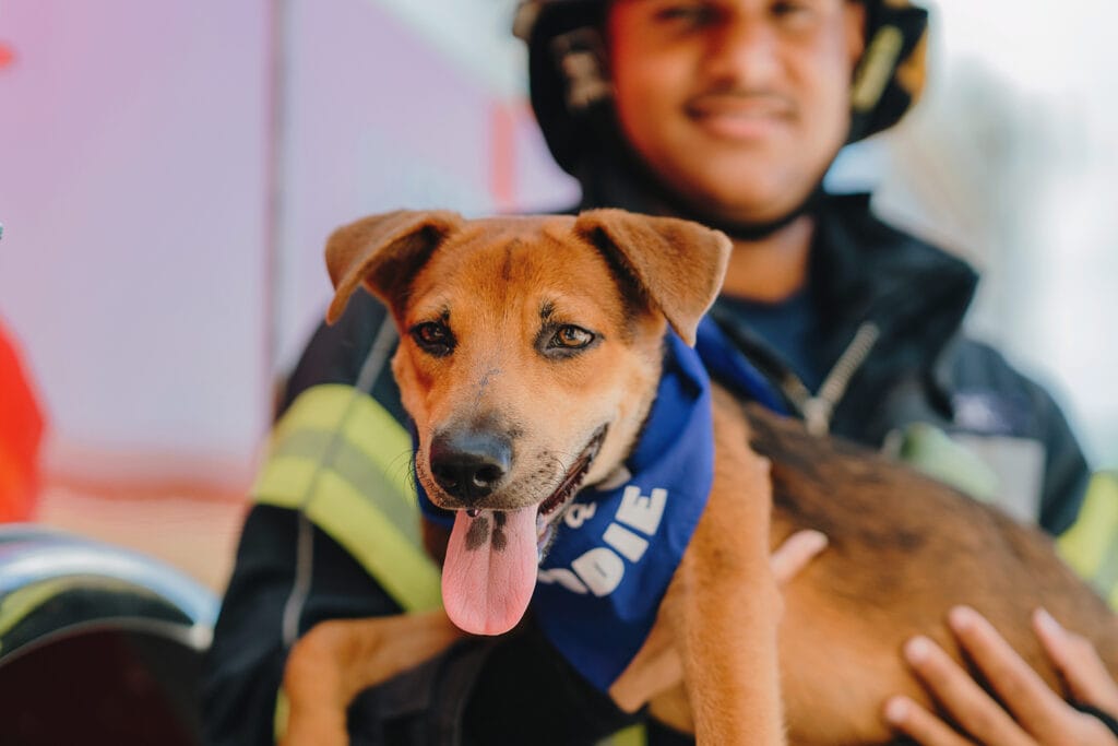 dog puppy fire fighter cayman humane society photography