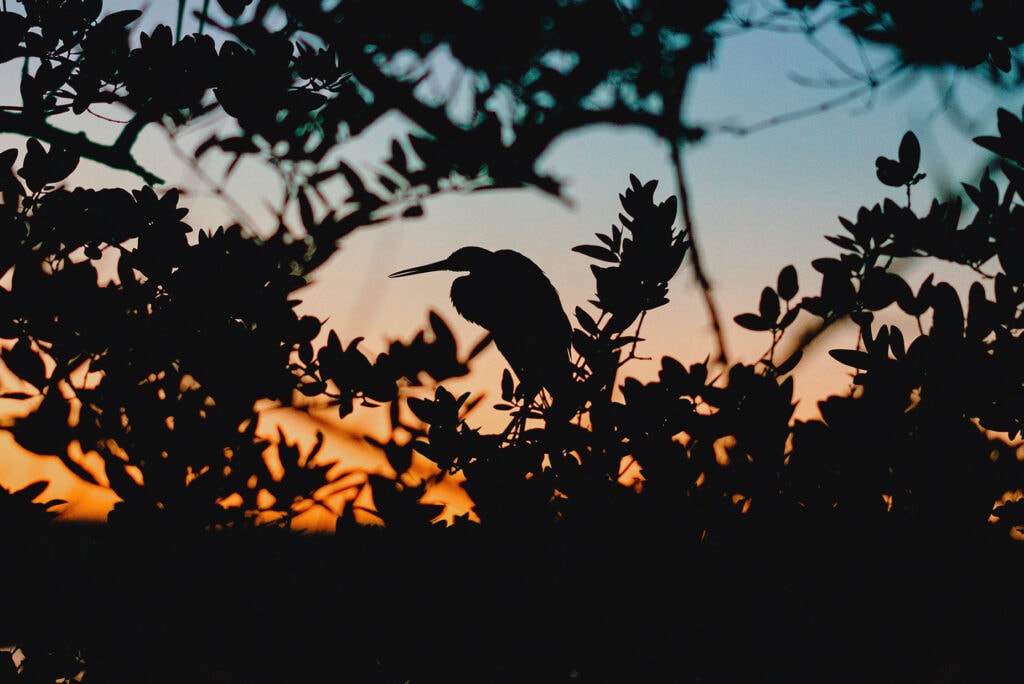 little cayman booby bay bird photography