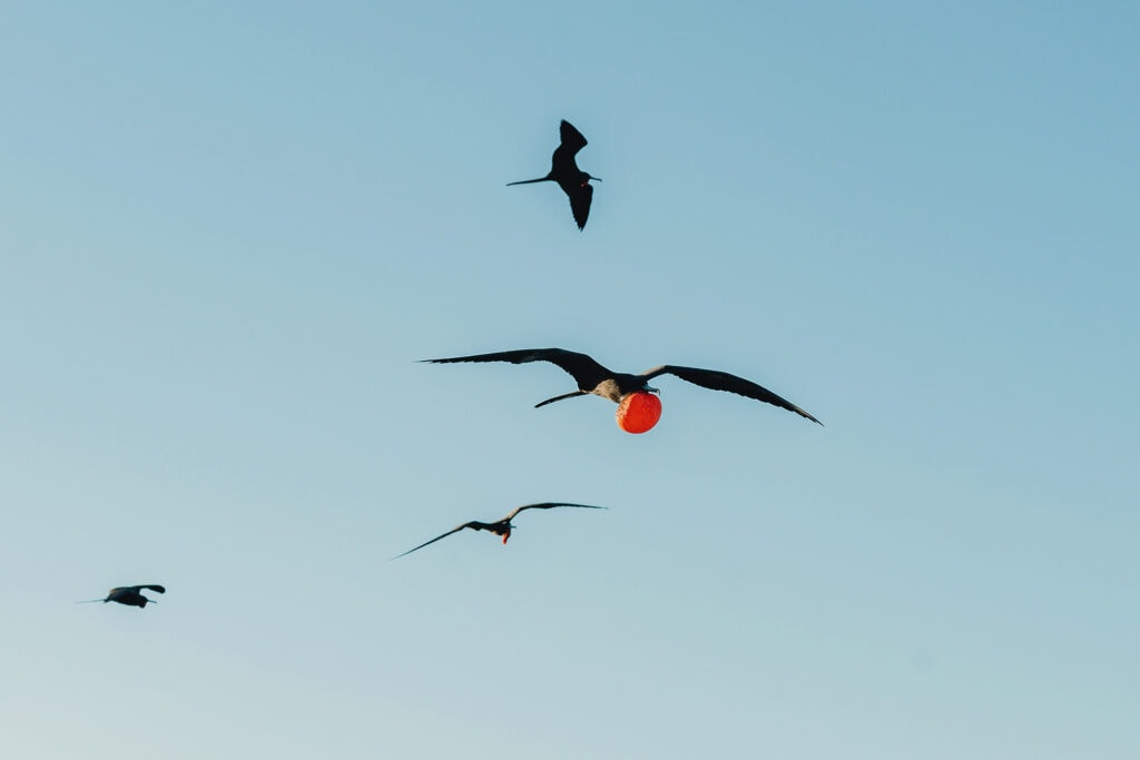 little cayman booby bay bird photography