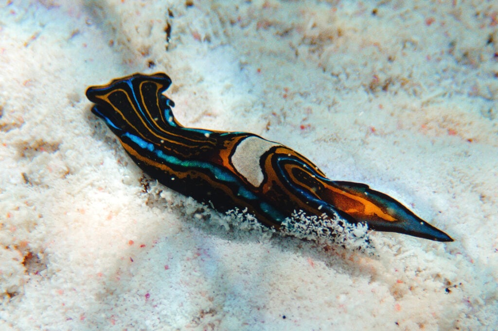 little cayman owen island dive photography nudibranch