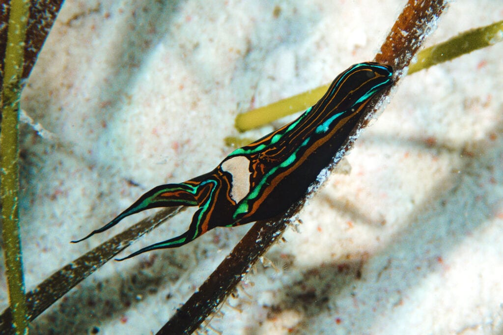 little cayman owen island dive photography nudibranch