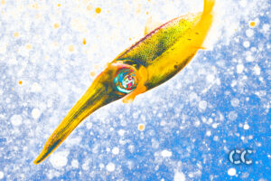 cayman chromatic underwater photography art squid