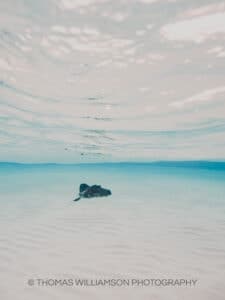 stingray city sunrise grand cayman underwater photography