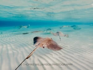 stingray city sunrise grand cayman underwater photography