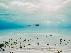 stingray city sunrise grand cayman underwater photography