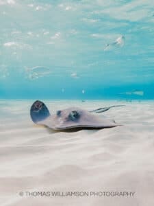 stingray city sunrise grand cayman underwater photography