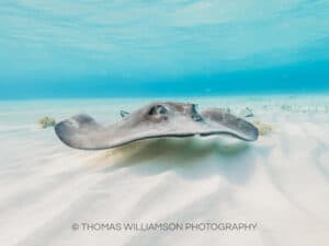 stingray city sunrise grand cayman underwater photography