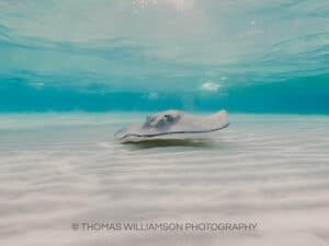 stingray city sunrise grand cayman underwater photography