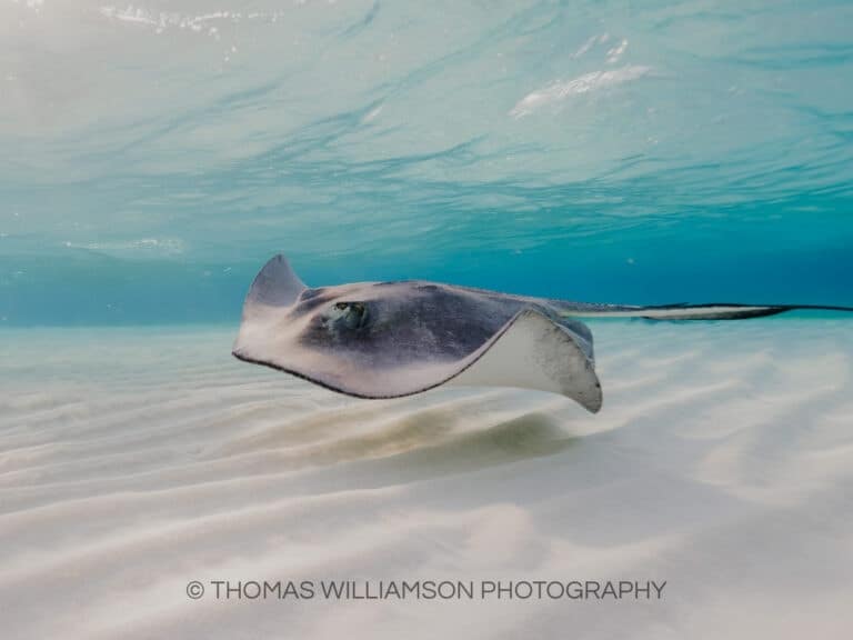 Read more about the article Sun-rays at Stingray City