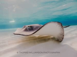 stingray city sunrise grand cayman underwater photography