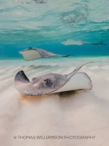 stingray city sunrise grand cayman underwater photography