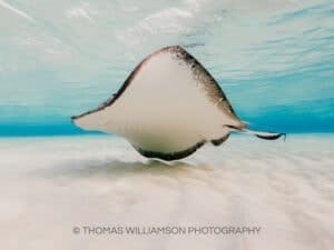 stingray city sunrise grand cayman underwater photography