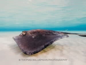 stingray city sunrise grand cayman underwater photography