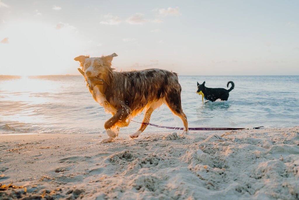 grand cayman starfish point engagement couple photography