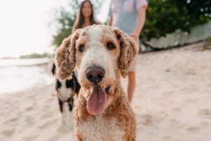 auckland couple photographer dog beach