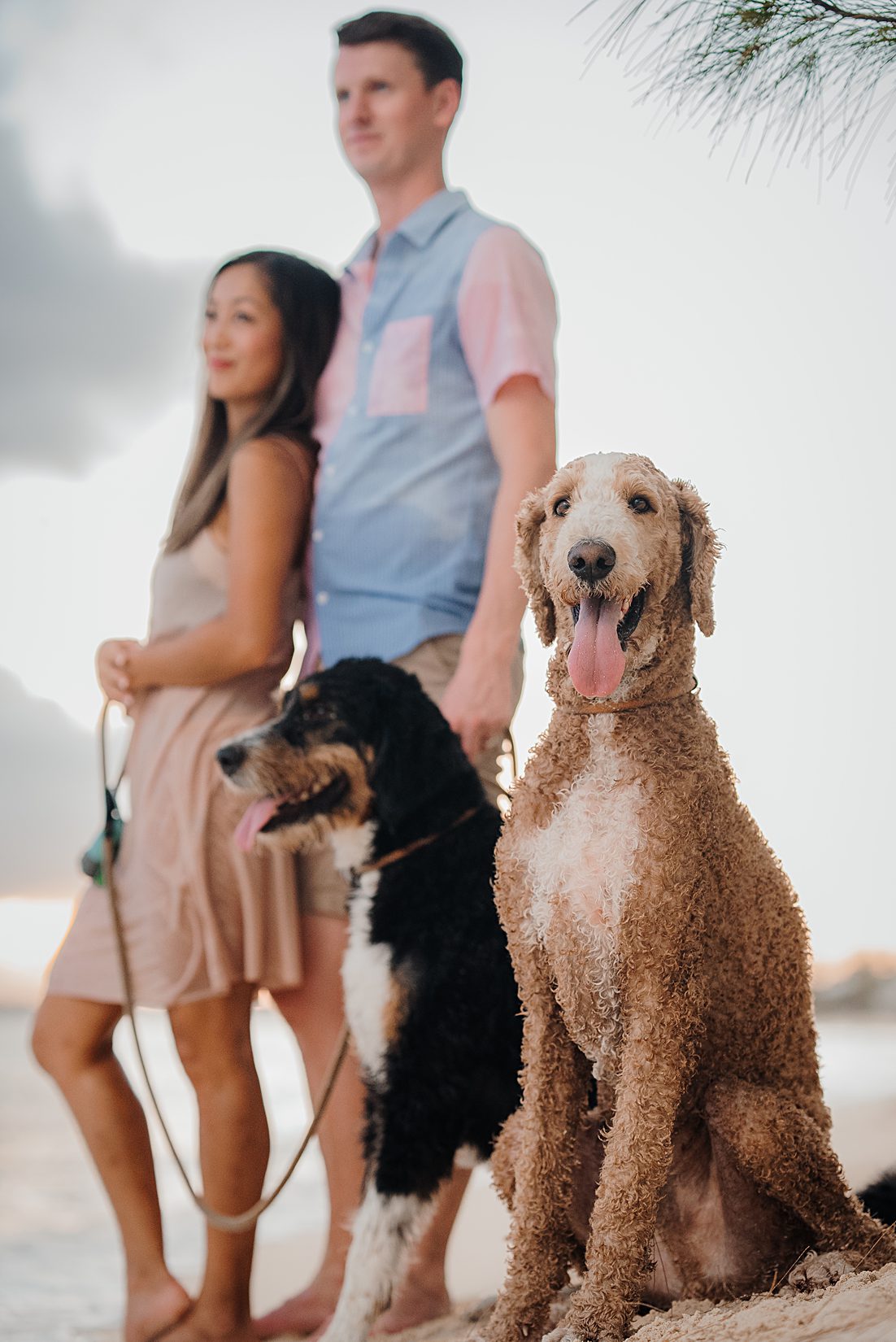 auckland couple photographer dog beach