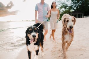 auckland couple photographer dog beach