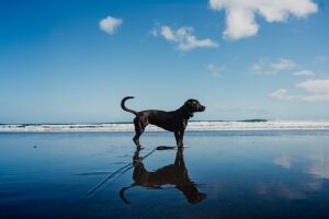 auckland karekare beach travel photography