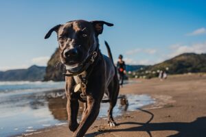 auckland piha beach travel photography